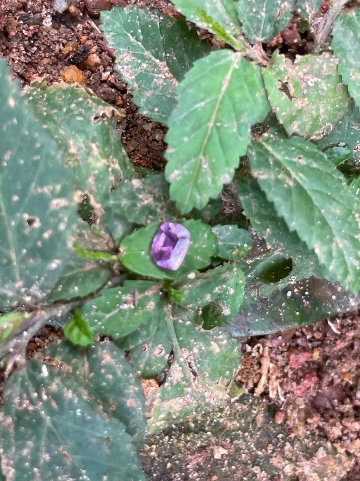 Pink supphire Natural